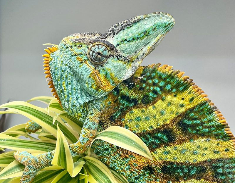 A4 - Veiled Chameleon