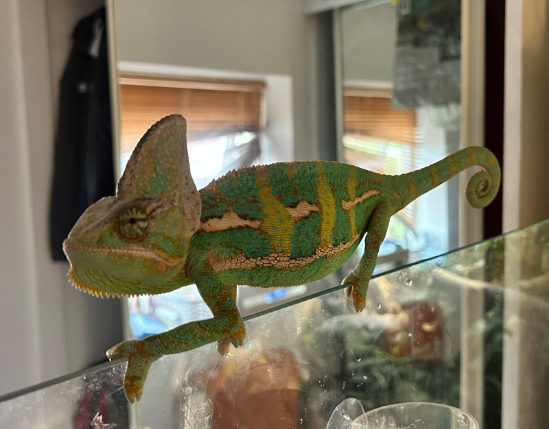 A8 - Veiled Chameleon