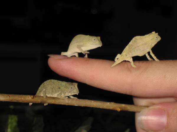 All 3 babies at 5 weeks old