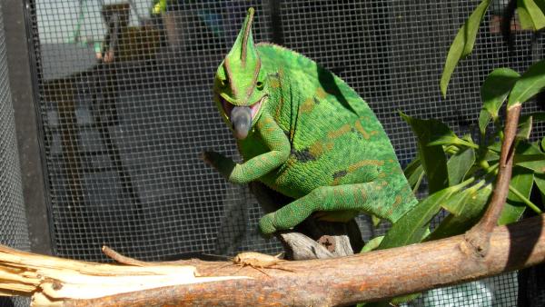 All eyes on that cricket.