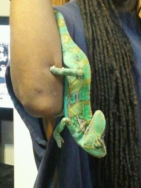 almost doesnt look like the same cham. he has a death grip on my arm..thee foot on the inside you dont see was the one that was hurting though. right