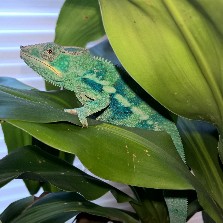 Ambanja Panther Chameleon (Ralph)