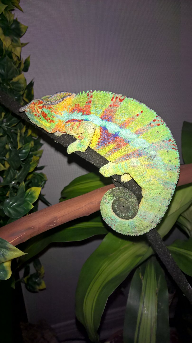 Ambanja Panther Chameleon (Rev)