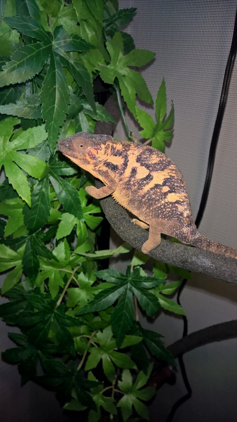 Ambanja Panther Chameleon (Teca)