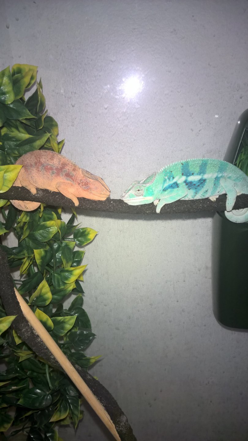 Ambanja Panther Chameleons (Teca x Ralph)