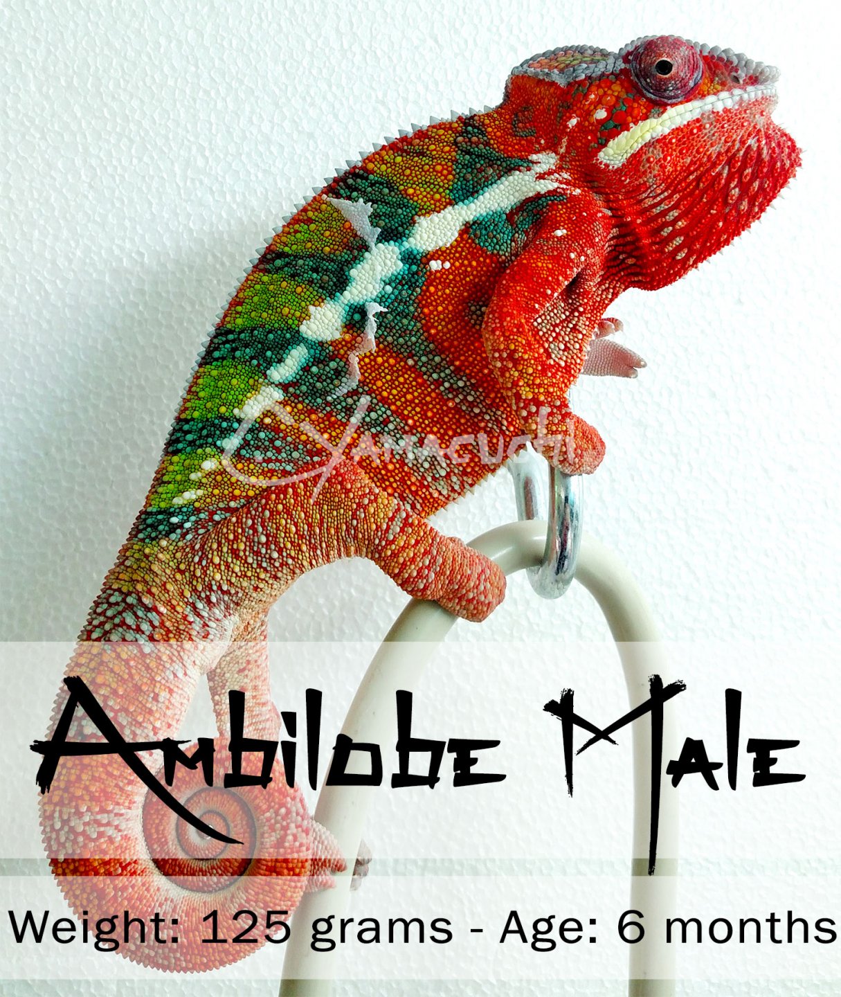 Ambilobe Male Panther Chameleon - Charles Yamaguchi