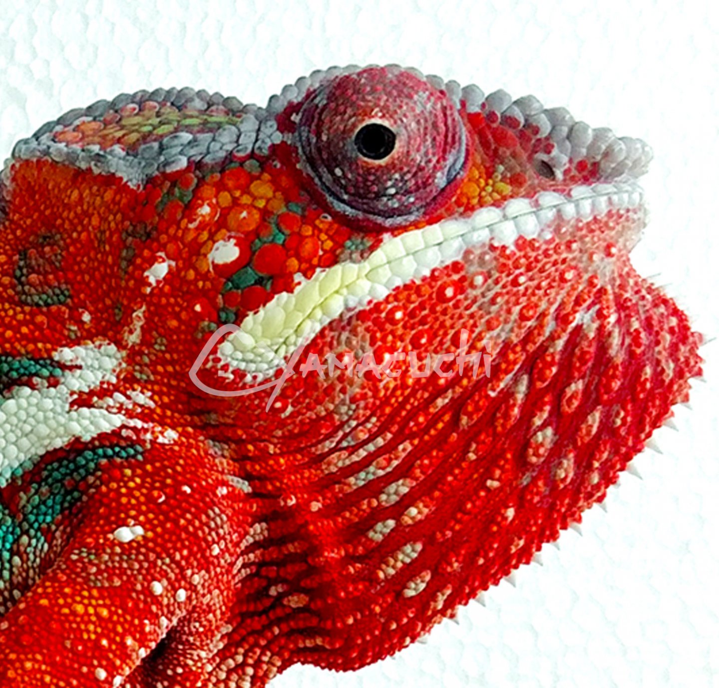 Ambilobe Male Panther Chameleon - Charles Yamaguchi