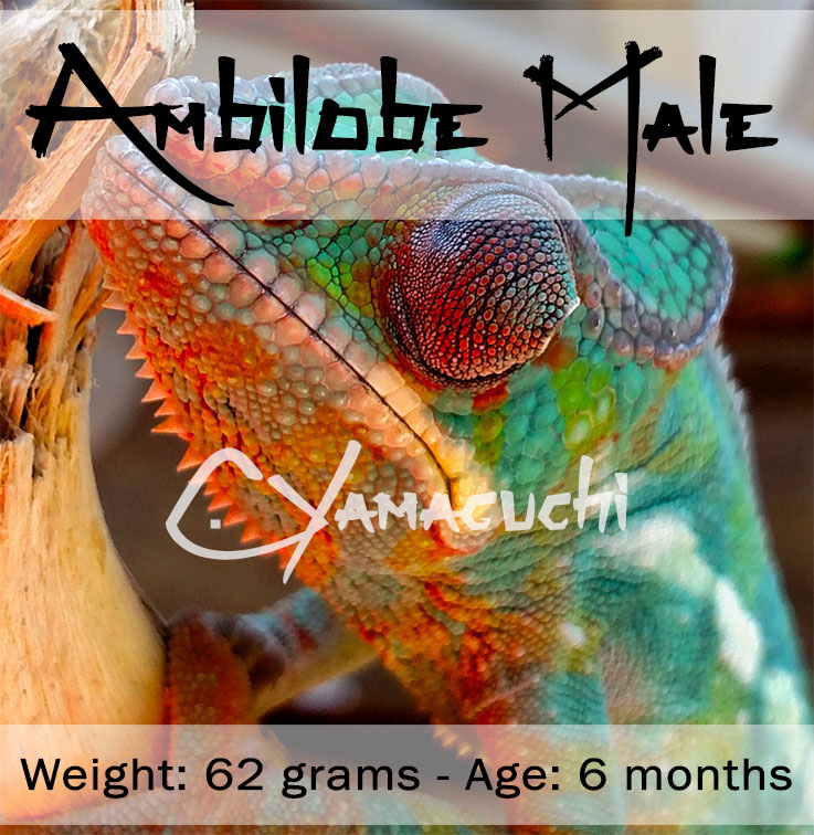 Ambilobe Panther Chameleon - Charles Yamaguchi