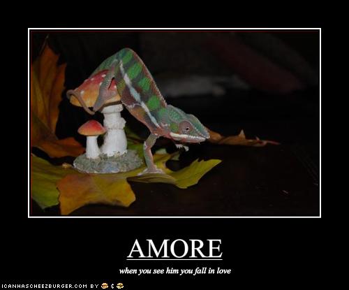 amore poster