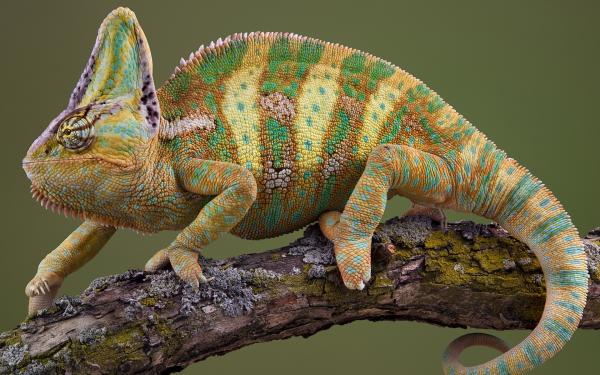 Animals Reptiles Chameleon 027204