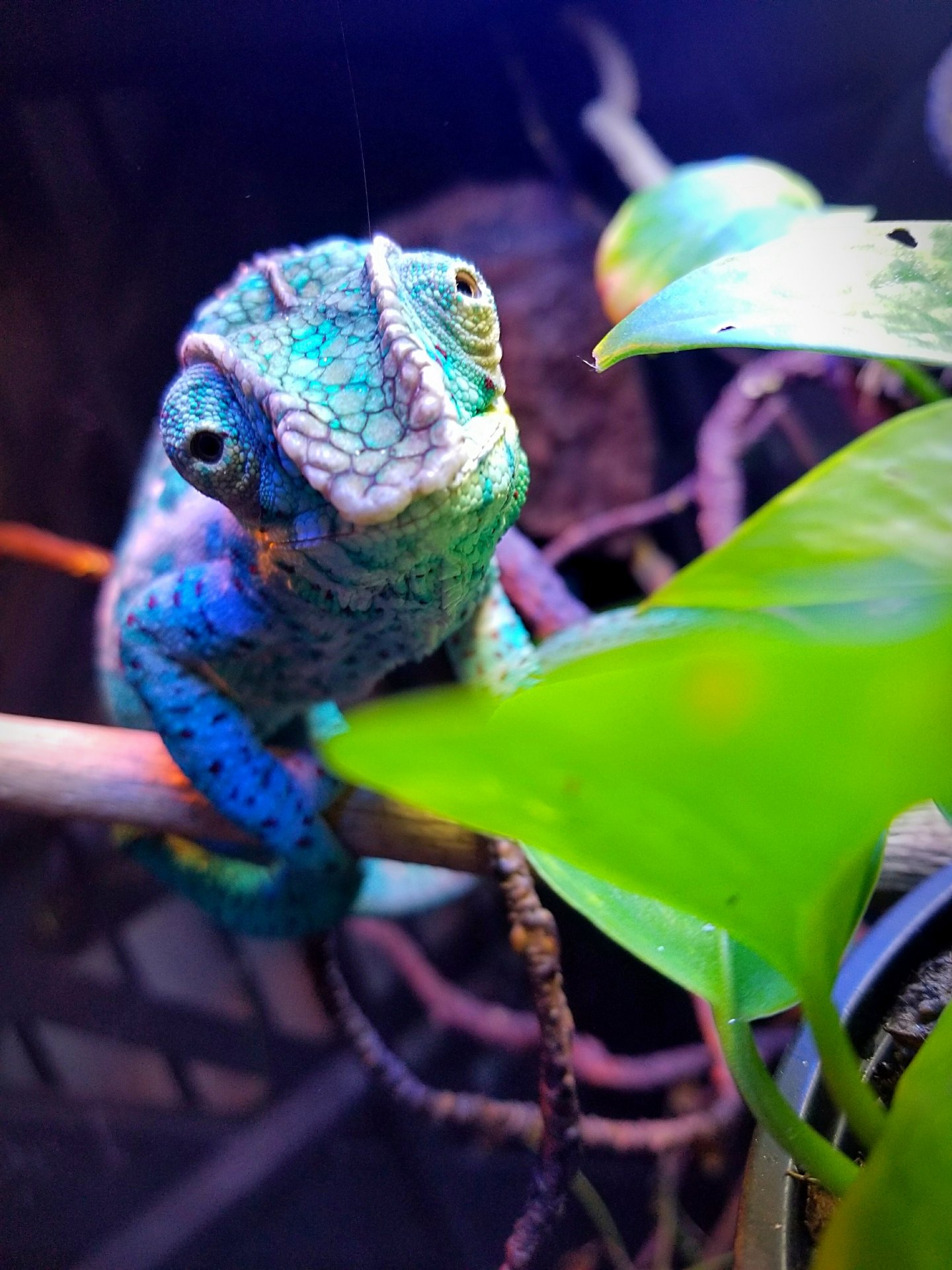 "Are you sure your phone isn't a hornworm because I am pretty sure it is."