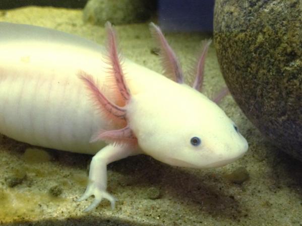 Ariel, axolotl