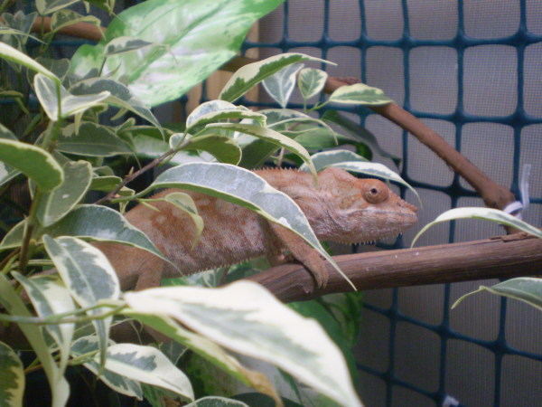 Ariel- Nosy Faly female