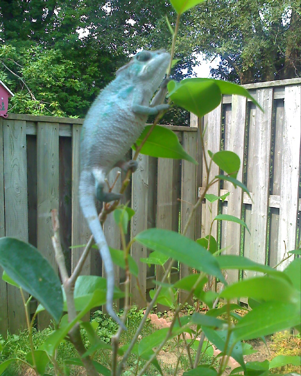 Aslan ~ On His Ficus