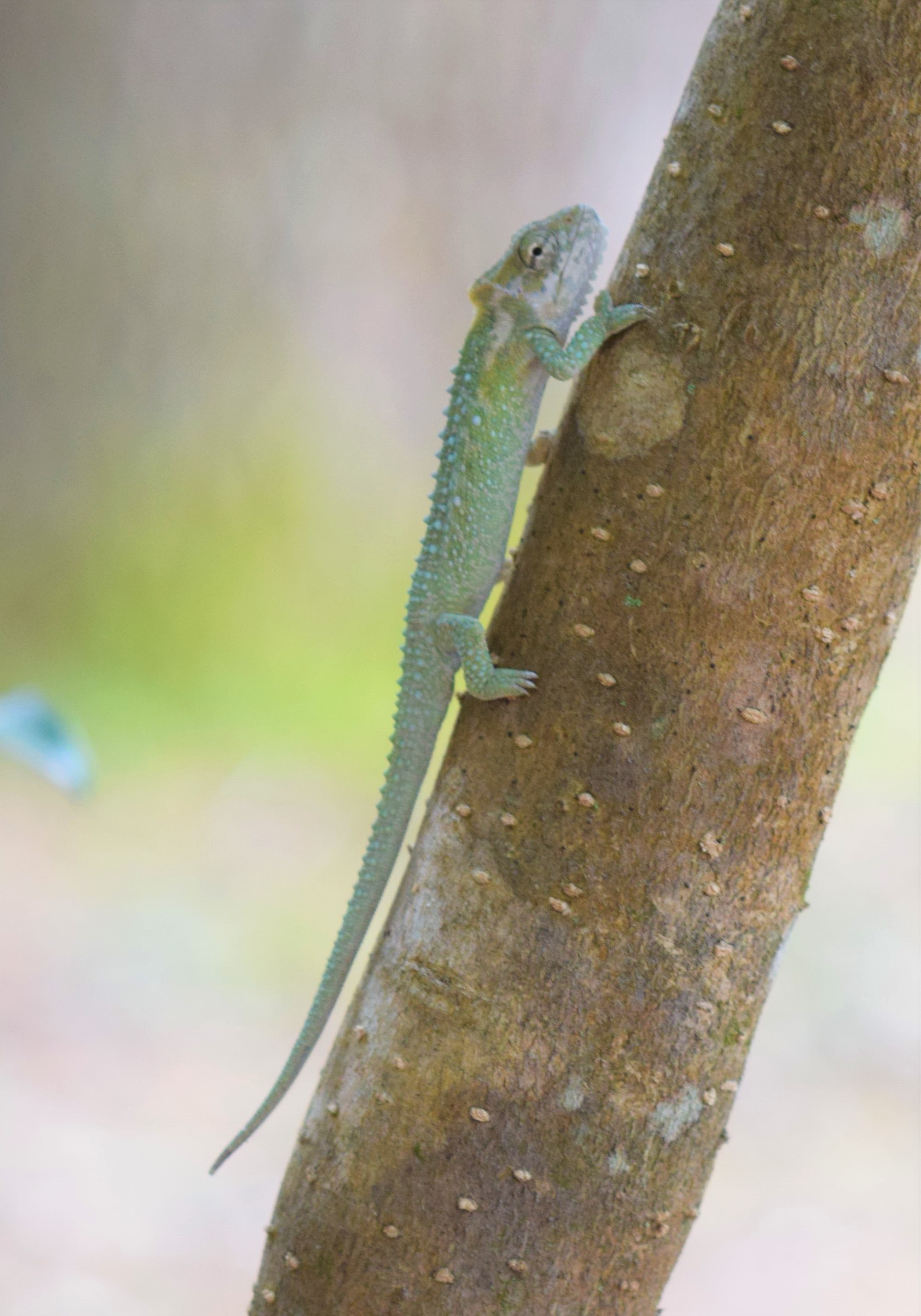 B. thamnobates male2.JPG