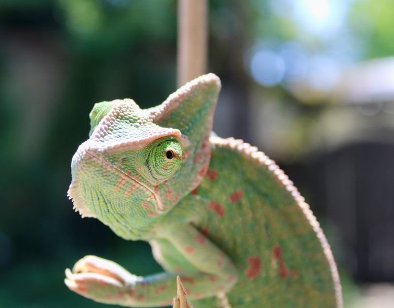 B1 - Veiled Chameleon