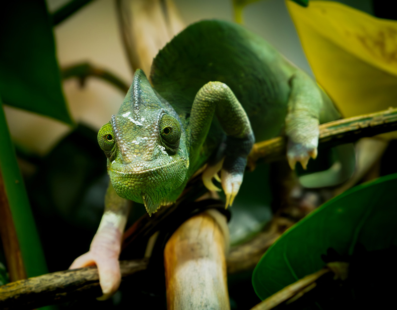 B2 - Veiled Chameleon