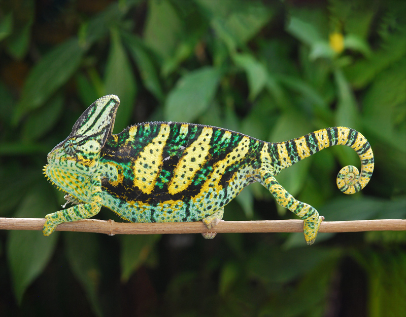 B6 - Veiled Chameleon