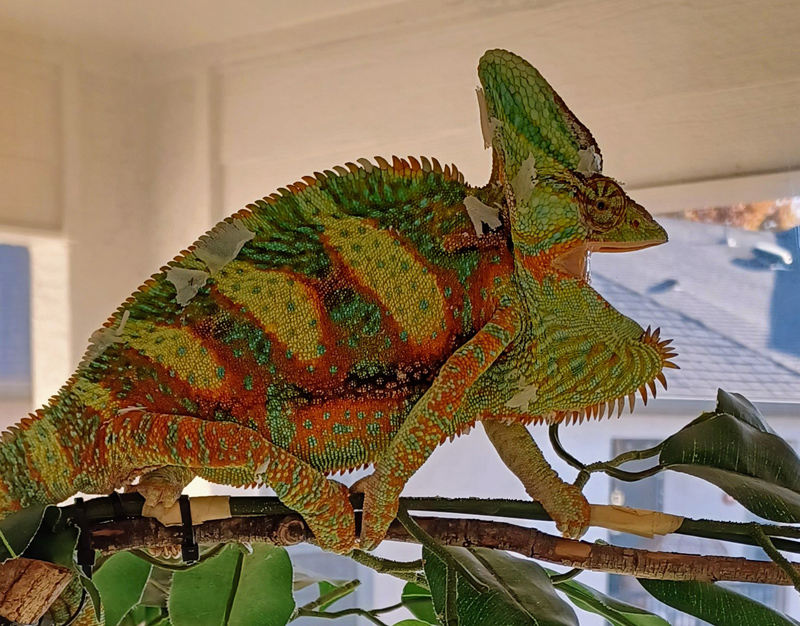 B7 - Veiled Chameleon