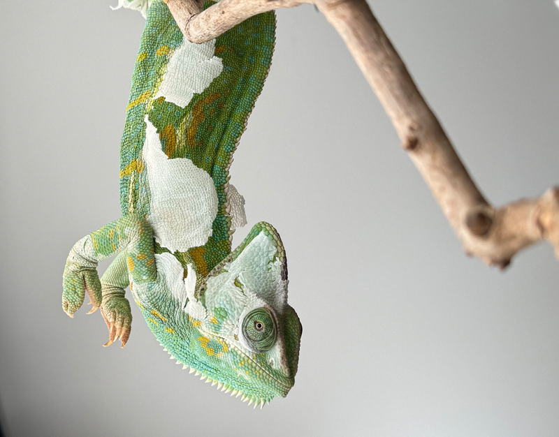 B8 - Veiled Chameleon