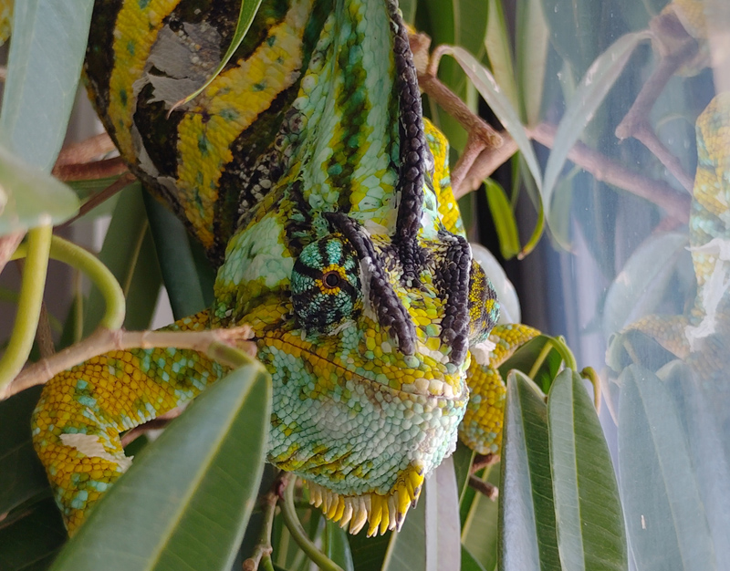 B9 - Veiled Chameleon