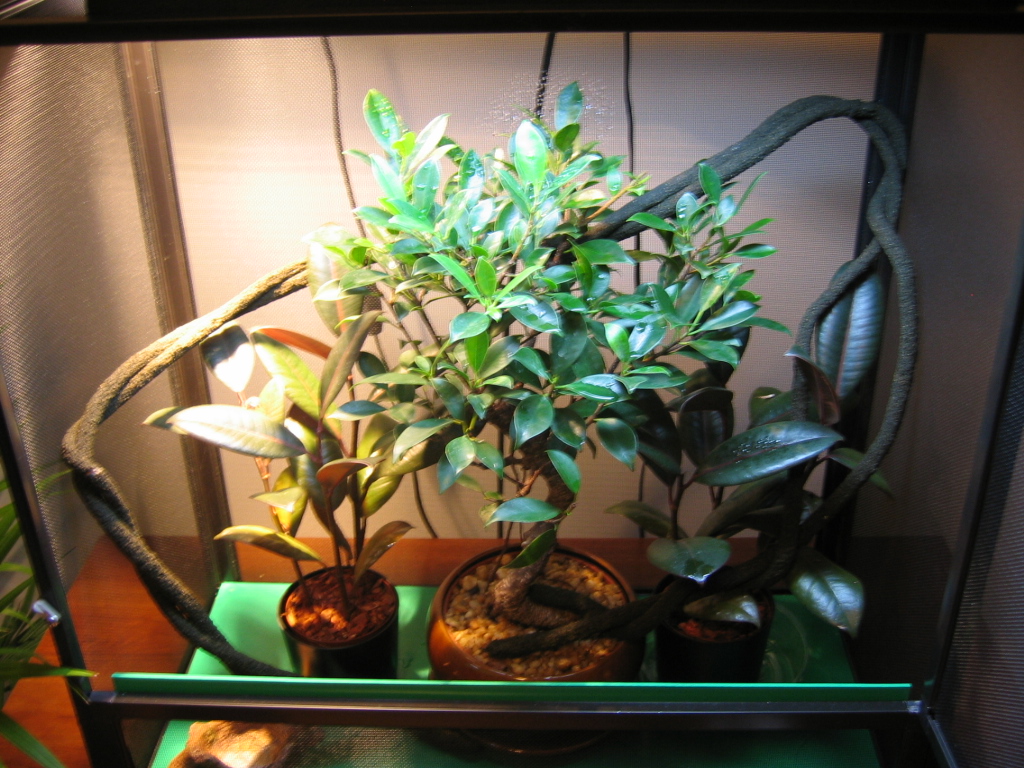 Baby Ambilobe Enclosure