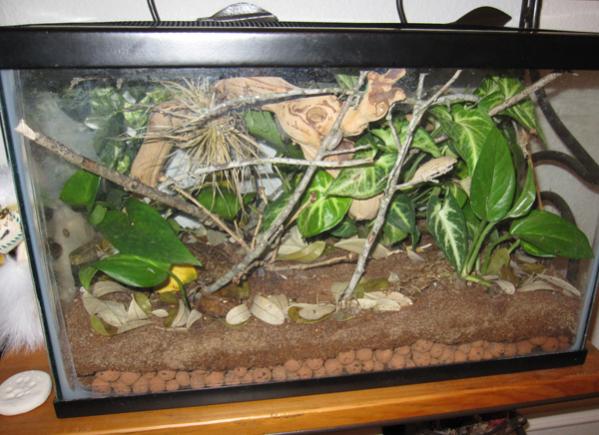 Baby brev tank 2