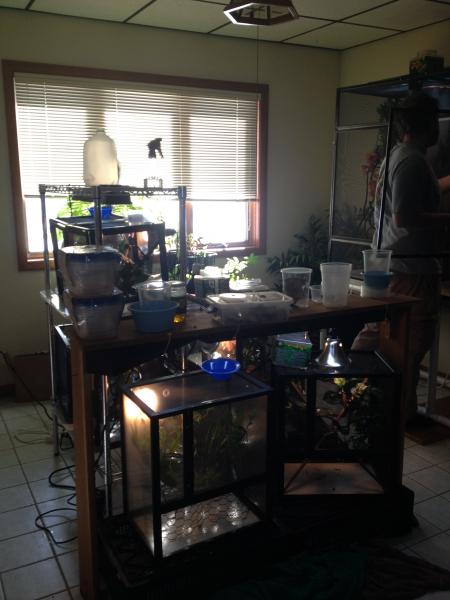 baby cages and part of the chameleon room.