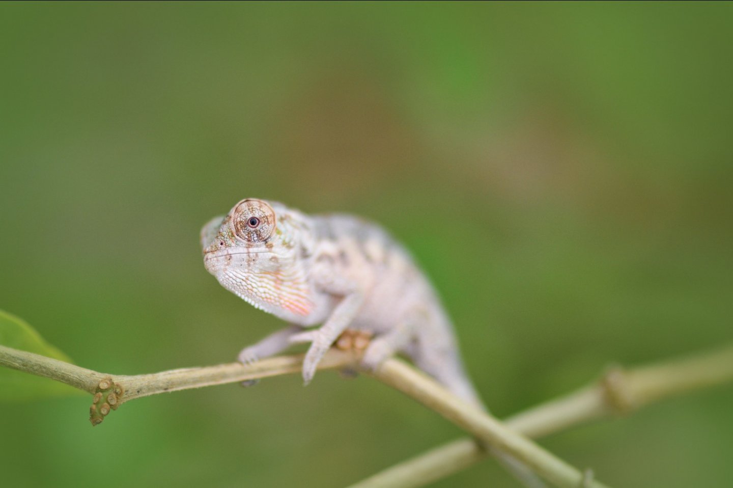 Baby chameleon