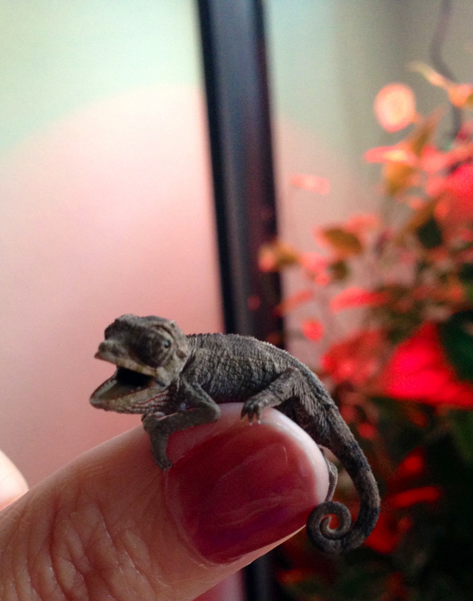 Baby Jackson | Chameleon Forums