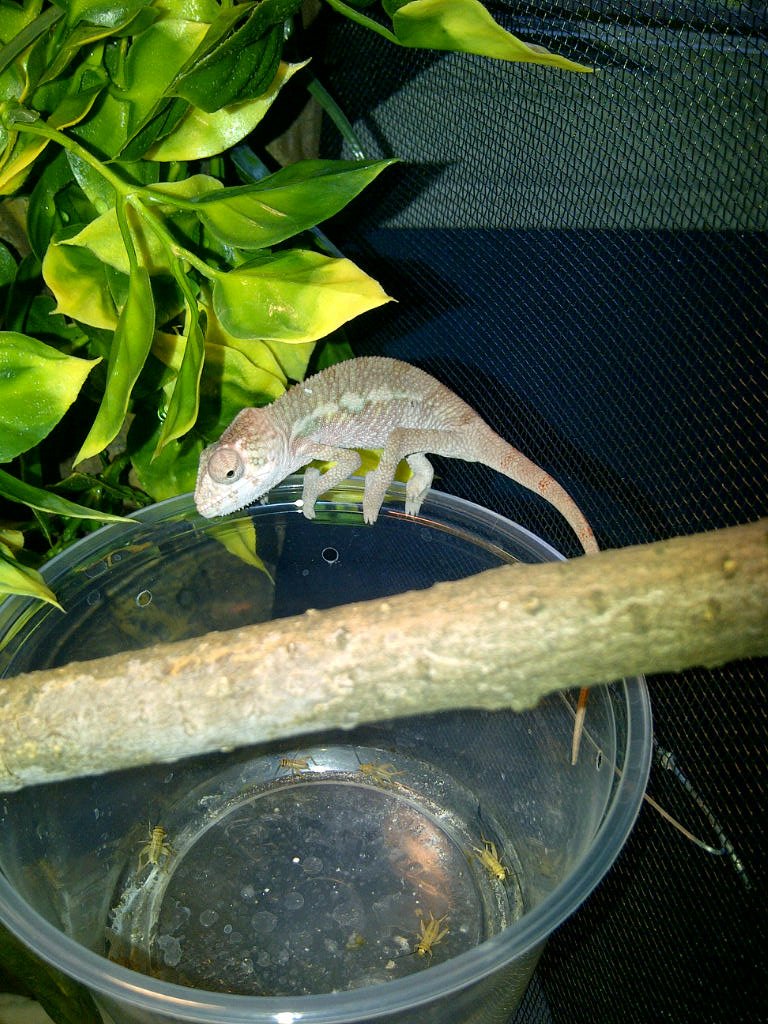 Baby Panther Chameleon