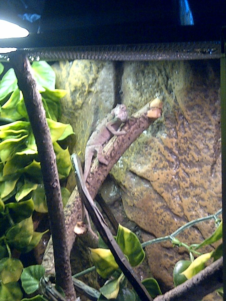 Baby Panther Chameleon