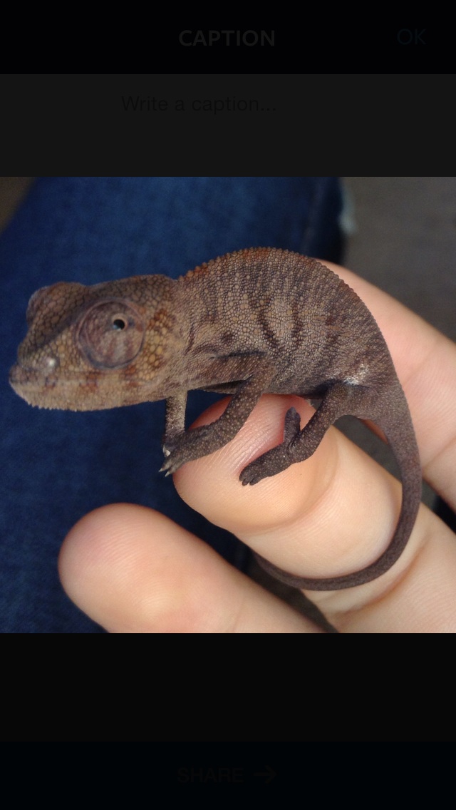 Baby Panther Chameleon