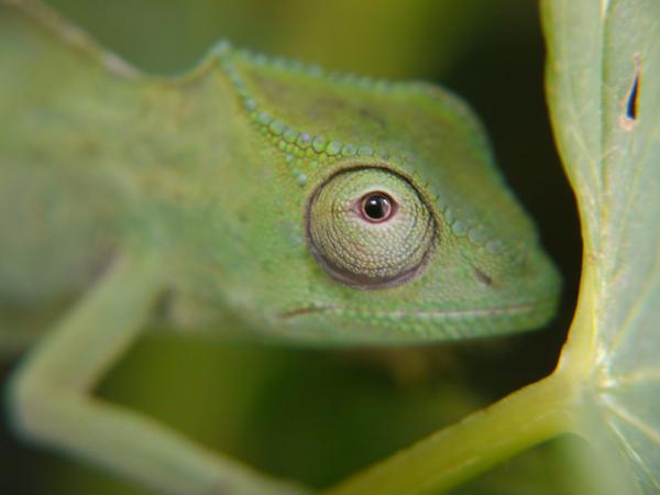 Baby Trioceros cristatus