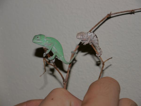 baby veiled vs baby panther just born