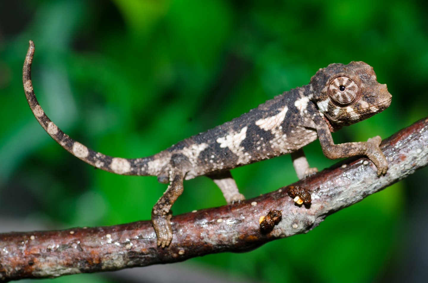 baby xanthalophos