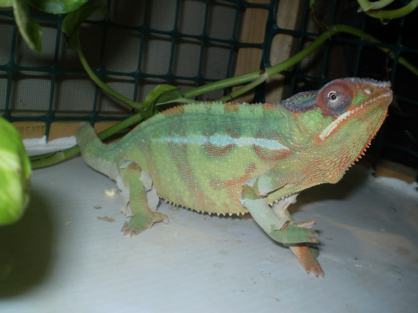 Baraka starting a shed