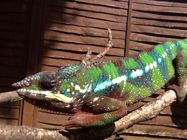 Barney sunbathing and hunting bugs!