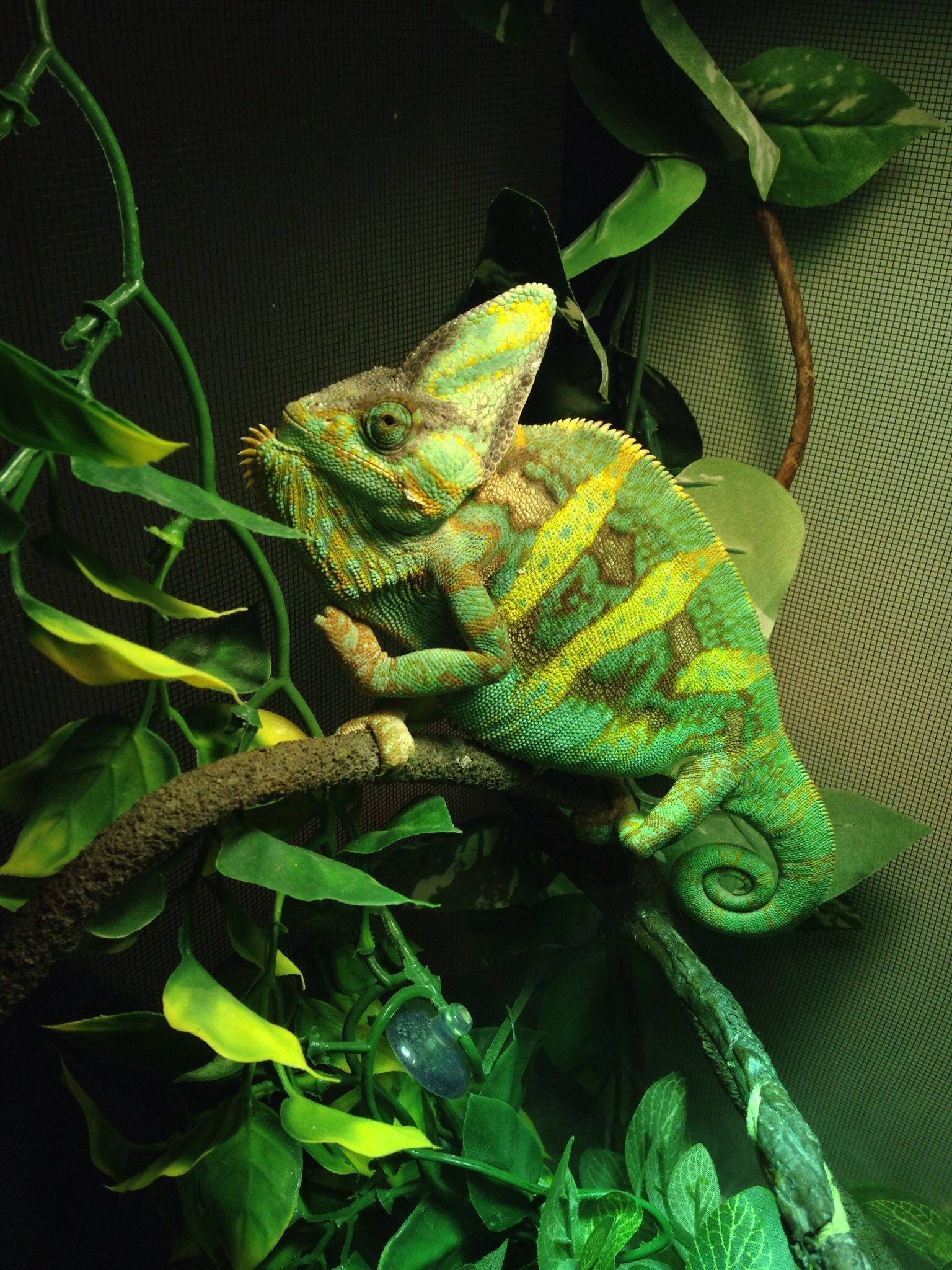 Basking Rango