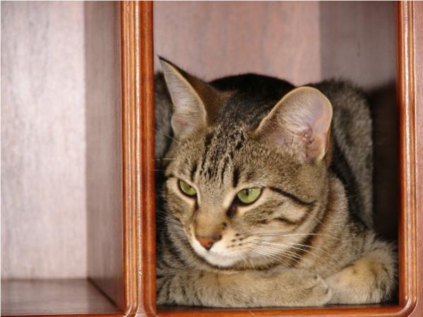 Beanie in a Kitchen Bookshelf.