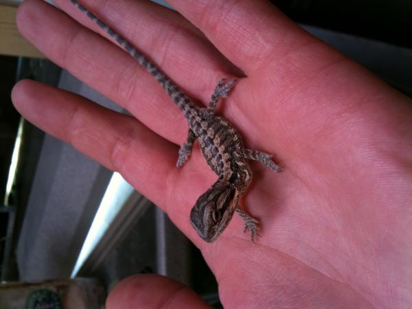 bearded dragon baby