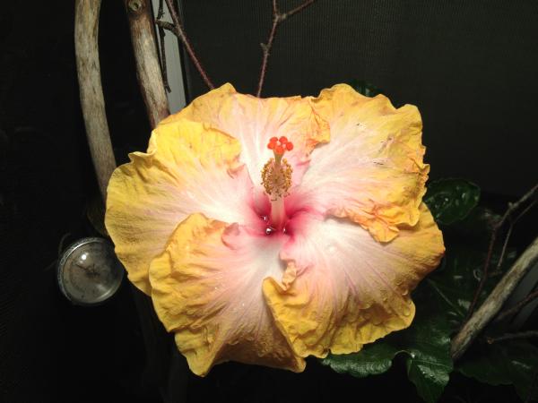 Beautiful Blooming Hibiscus