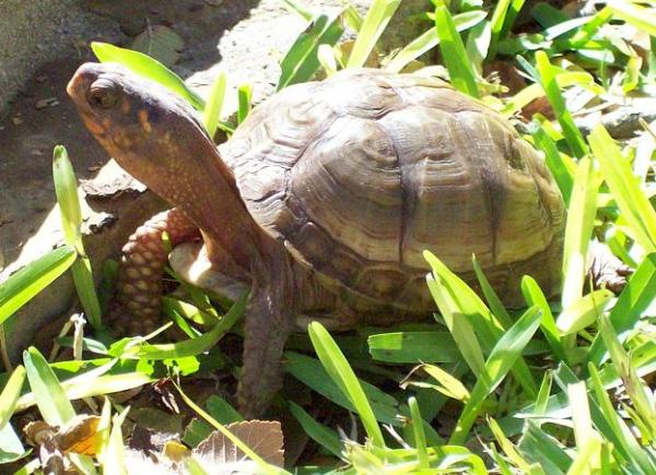 Bebop the box turtle