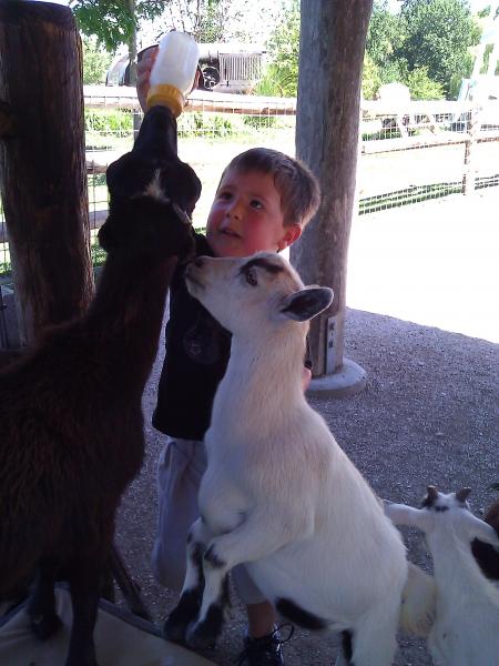 Big boy cash helping with baby goats