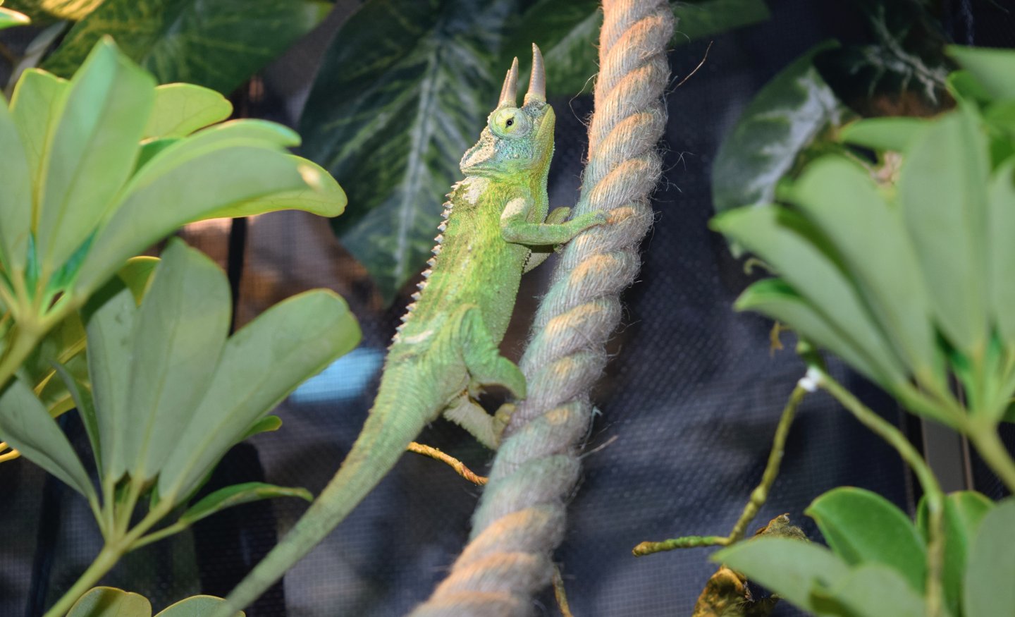 Big boy starting to hide his fun colors