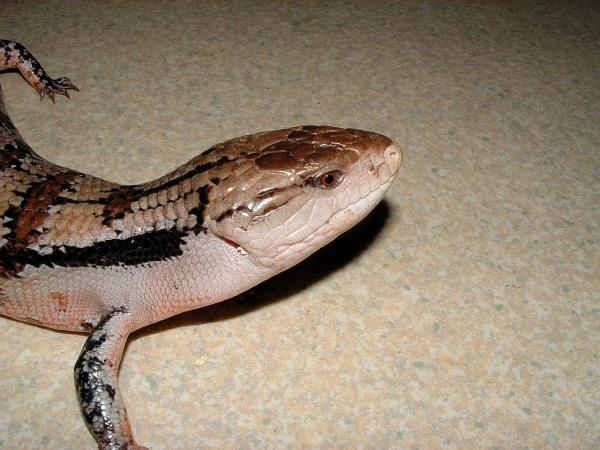 Biggi ( Irian Jaya, Blue Tongued Skink )