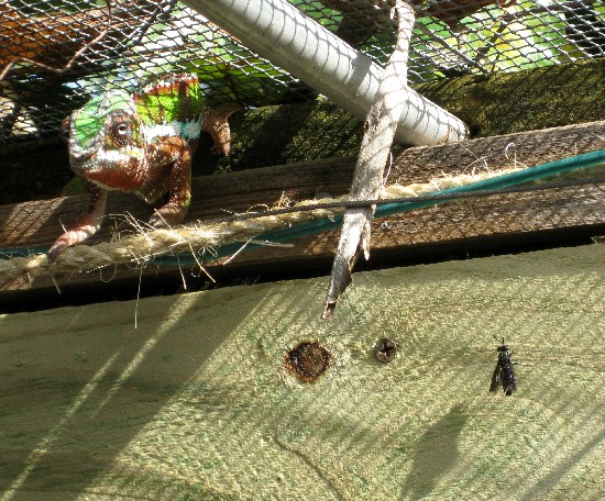 Black Soldier Fly, adult fly in walk in cage with hungry chameleon ready to strike.