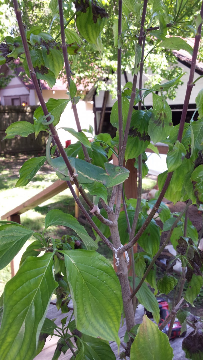 Blanche on a branch.