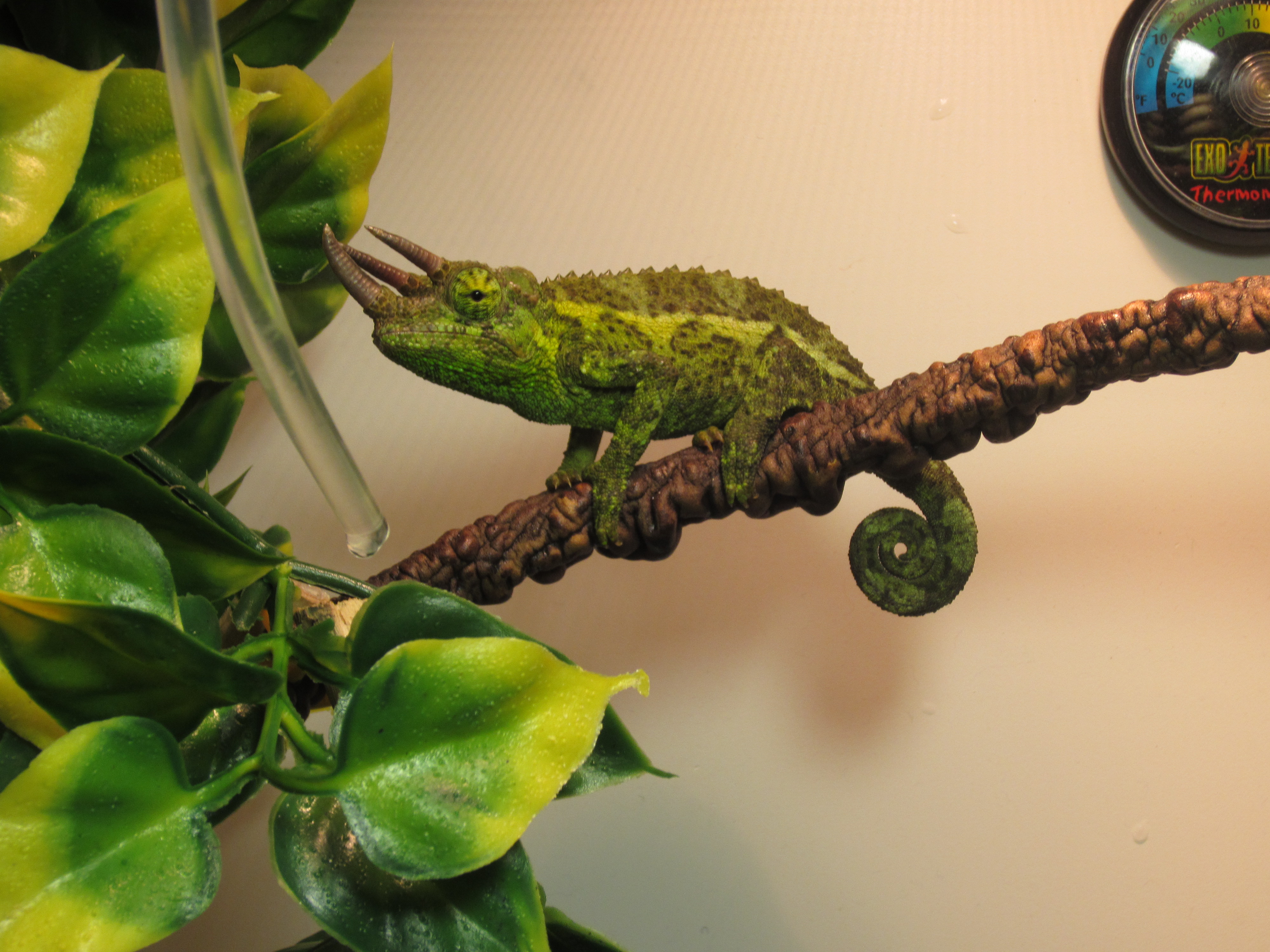 Bob The Jacksons Chameleon