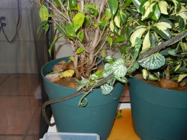 Bottoms of plants. I put rocks on top just incase she tried to eat the soil, although it is organic you can never be too sure!